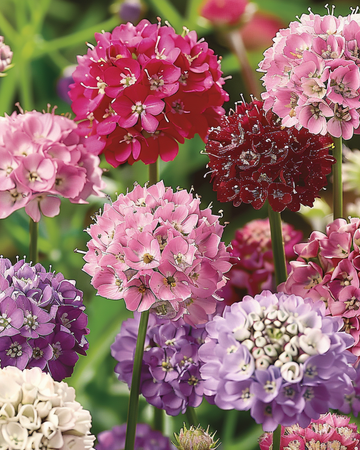 Scabiosa-siemenet Scabiosa Atropurpurea yksivuotinen sekoitus (Scabiosa atropurpurea) – yksivuotinen sekoitus
