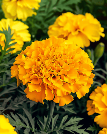 Afrikkalainen samettikukka Maximix Mix 25 cm siemenet (Tagetes erecta) – yksivuotinen kukka