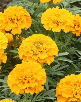 African Marigold Seeds Tagetes Erecta Annual Golden Age Dwarf