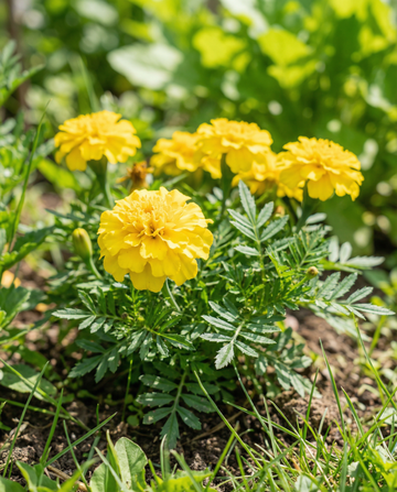 Ranskalainen samettikukka Petite Yellow (Tagetes patula) – yksivuotiset kukkasiemenet SeedsChoicelta