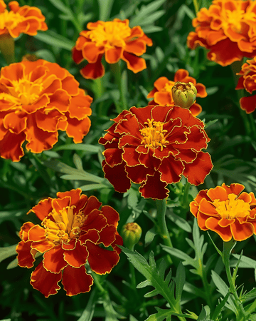 Ranskalaisen samettikukan Carmen siemenet (Tagetes patula) – yksivuotinen kukka