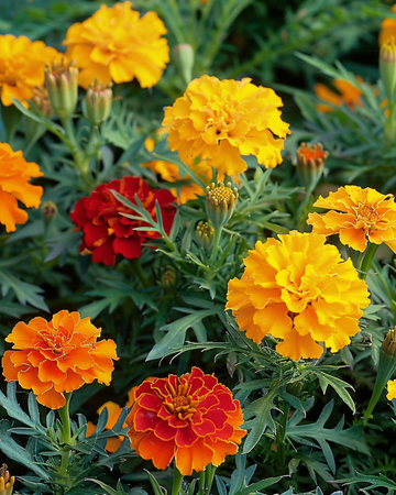 Ranskalaisen samettikukan Bonita Mix siemenet (Tagetes patula) – yksivuotinen kukka