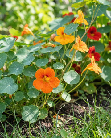 Koristekrassi Mixed Single (Tropaeolum majus) – yksivuotiset kukkasisemenet SeedsChoicelta