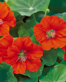 Nasturtium Scarlet Gleam -siemenet – yksivuotinen kukka Tropaeolum majus