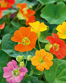 Koristekrassi Tom Thumb siemenet Tropaeolum majus yksivuotinen kukka