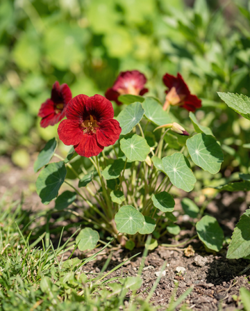 Nasturtium Empress Of India (Tropaeolum majus) – annual seeds from SeedsChoice