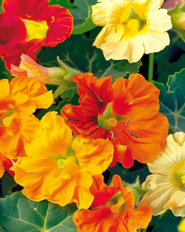 Nasturtium Jewel Seeds Tropaeolum Majus Annual