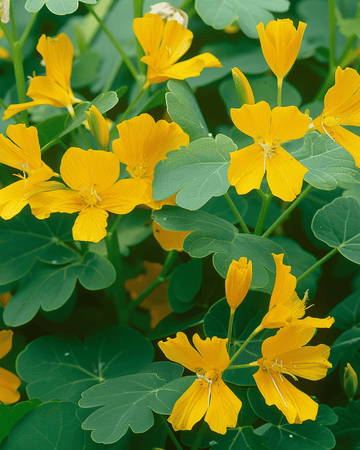 Canary Creeper -köynnössiemenet (Tropaeolum peregrinum) – yksivuotinen köynnös