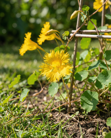 Canary Creeper -köynnös (Tropaeolum peregrinum) – yksivuotiset köynnössiemenet, SeedsChoice