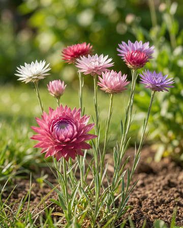 Mixed Mix (Xeranthemum annuum) – yksivuotiset kukkasiemenet | SeedsChoice
