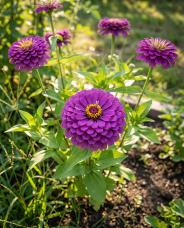 Royal Purple (Zinnia elegans) – yksivuotiset siemenet, SeedsChoice