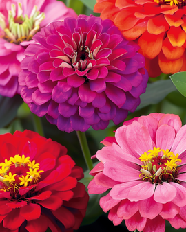 Zinnia-siemenet dahliakukkainen yksivuotinen Zinnia Elegans