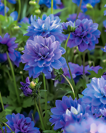 Blue Summer Mix Shades siemenet – yksivuotinen kukka