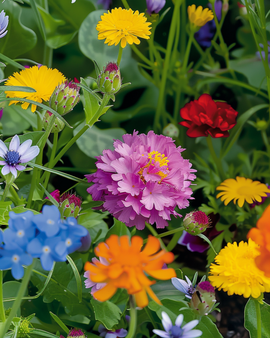 Bee Mixture Seeds Low Growing Annual Flower Mix