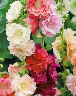 Malvaruusun siemenet Alcea Rosea Chater Double Mixed kaksivuotinen