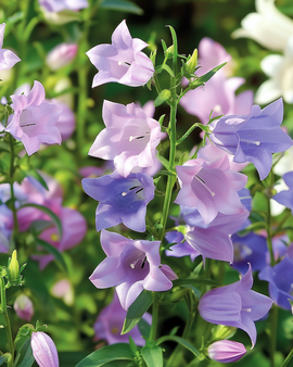 Canterbury Bells -siemenet Campanula medium kaksivuotinen sekoitus