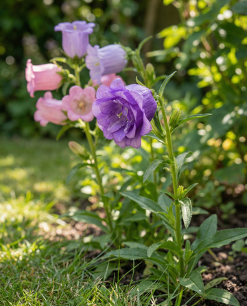 Kellokukka Mixed (Campanula medium) – kaksivuotiset sekoitussiemenet | SeedsChoice