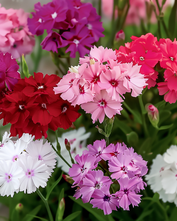 Sweet William Mixed Colors -siemenet (Dianthus barbatus) – kaksivuotinen seos