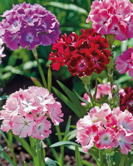 Sweet William Seeds Dianthus Barbatus Biennial Double Flower Mix