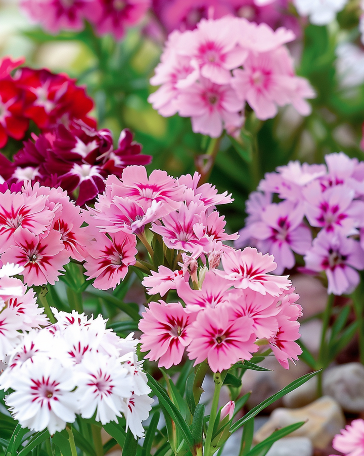 Sweet William Dwarf Mixed -siemenet (Dianthus barbatus) – kaksivuotinen kukka