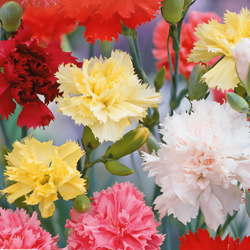 Carnation Grenadin Mixed -siemenet (Dianthus caryophyllus) – kaksivuotinen seos