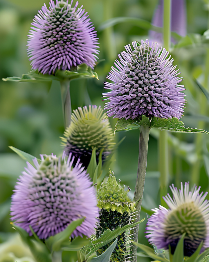 Fuller Teasel seeds (Dipsacus sativus) – biennial flower