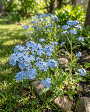 Sininen lemmikki Cottage Garden (Myosotis alpestris) – kaksivuotiset kukkasiemenet SeedsChoicelta