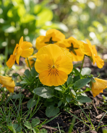 Orvokki Coronation Gold (Viola wittrockiana) – kaksivuotisen kukan siemenet SeedsChoicelta
