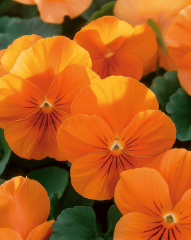 Orvokkien siemenet Viola Wittrockiana kaksivuotinen Pure Orange