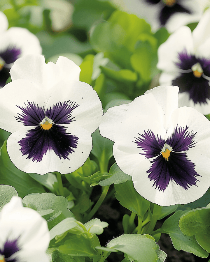 Orvokki Silverbride siemenet (Viola wittrockiana) – kaksivuotinen kukka