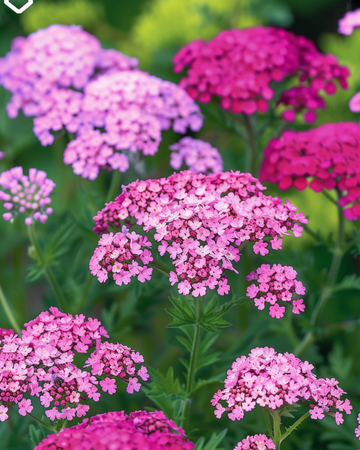 Siankärsämö Cerise Queen -siemenet (Achillea millefolium) – monivuotinen