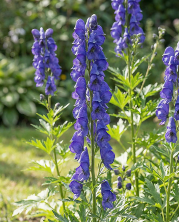 Aconitum napellus – monivuotisen kukan siemenet (Aconitum napellus) – monivuotiset kukkasiemenet SeedsC…