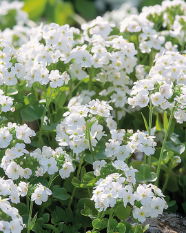 Rock Cress Snowball -siemenet Arabis Alpina monivuotinen