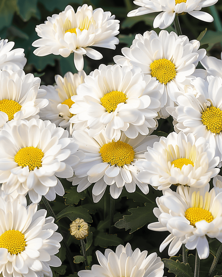 Shasta Daisy Silver Princess White seeds (Chrysanthemum maximum) – perennial