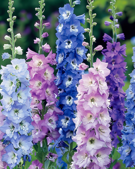 Larkspur Seeds Delphinium Cultorum Giant Pacific Perennial Mix