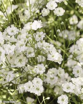 Gypsophila Snow Flake -siemenet Gypsophila Paniculata monivuotinen