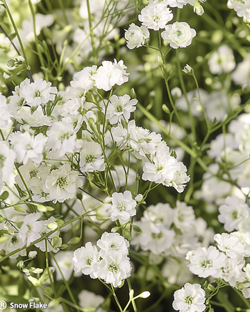 Snow Flake -siemenet (Gypsophila paniculata) – monivuotinen