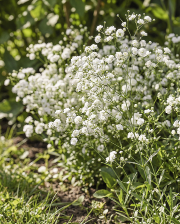 Snow Flake (Gypsophila paniculata) – monivuotiset siemenet SeedsChoice-verkkokaupasta