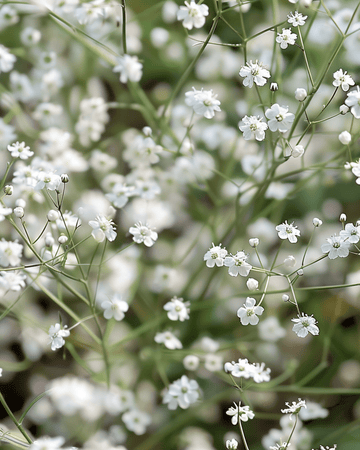 White Single Flowered seeds (Gypsophila paniculata) – perennial flower