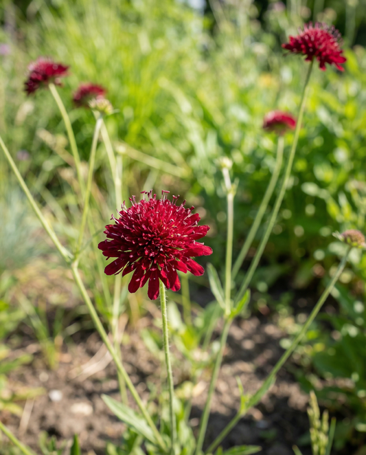 Makedonialaisen skabioosin Red Knight (Knautia macedonica) – monivuotiset siemenet SeedsChoice-verkkokaupasta
