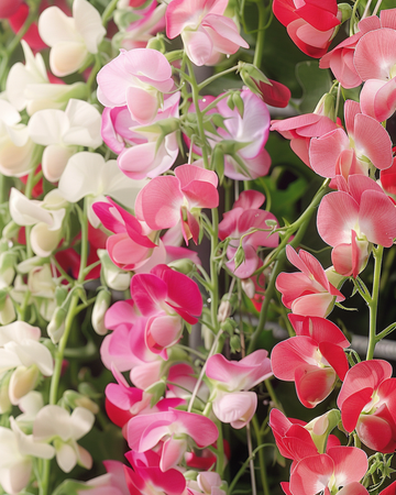 Haisuherne Mixed -siemenet (Lathyrus latifolius) – monivuotinen kukka