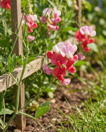 Leveälehtinen herne Mixed (Lathyrus latifolius) – monivuotiset kukkasiemenet SeedsChoicelta