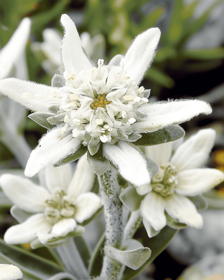 Edelweiss seeds (Leontopodium alpinum) – perennial flower