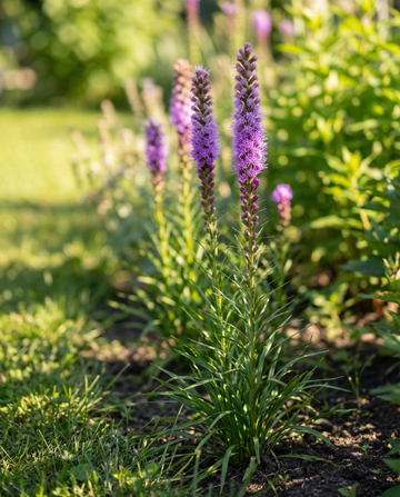 Sulkapallo (Liatris spicata) – monivuotiset kukkasiemenet | SeedsChoice