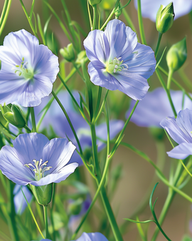 Blue Flax -siemenet Linum perenne monivuotinen kukka