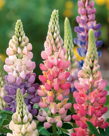Lupine Minarette -siemenet (Lupinus polyphyllus) – monivuotinen sekoitus