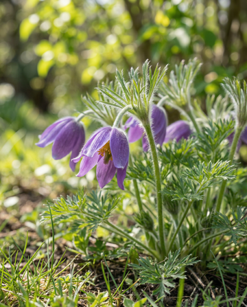 Kylmänkukka (Pulsatilla vulgaris) – monivuotisen kukan siemenet SeedsChoice-kaupasta