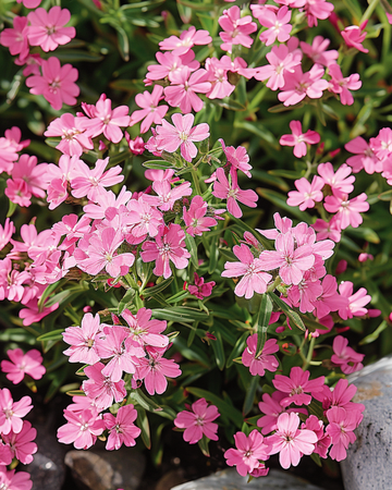 Kivikkosuopayrtin siemenet (Saponaria ocymoides) – monivuotinen