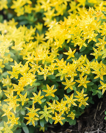 Keltaisen maksaruohon siemenet (Sedum acre) – monivuotinen