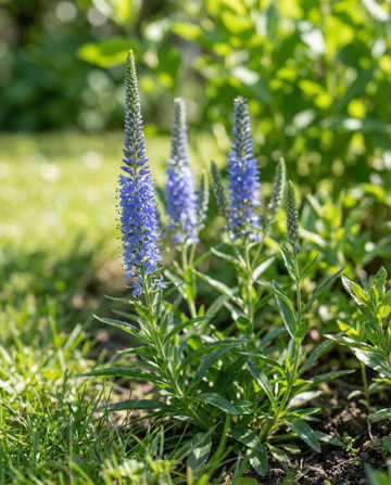 Speedwell Blue (Veronica spicata) – monivuotisen kukan siemenet | SeedsChoice